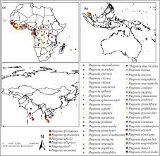 Image result for Monanthotaxis ferruginea
