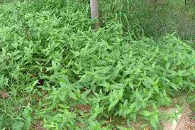 Image result for Commelina benghalensis