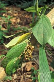 Image result for Piper guineense