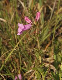 Image result for Graderia