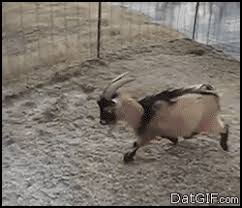 Goat Sliding On Ice Goats Know Your Meme