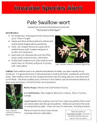 Black And Red Caterpillar Michigan Michigan Invasive Species Pale Swallow Wort Report To Misin Invasive Species Milkweed Plant Species