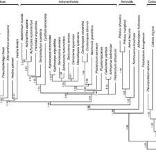 Image result for Centemopsis trinervis
