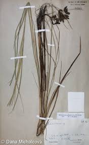 Image result for Bolboschoenus glaucus