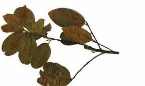 Image result for Pouteria altissima