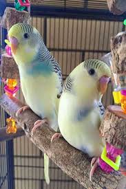 Enfermedades En Los Pericos Australianos March 20 2019 At 10 19pm Enfermedades En Los Pericos Australianos Difunde En Leal Budgies Bird Budgies Pet Birds