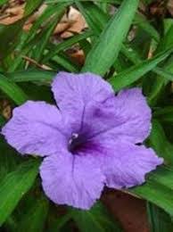 Summer annual flowers in pakistan. Gibson Spring And Summer Annual Flowers Can Provide Color Home And Hearth Pinalcentral Com
