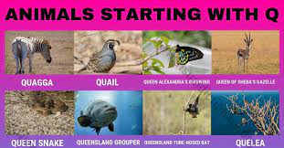 Alphabet learning chart with animal illustration for letter and animal name. Animals That Start With Q Amazing List Of 15 Animals Beginning With Q Visual Dictionary