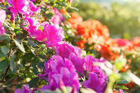 How To Grow And Care For Azaleas