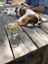 Kailee At A Cider Winery In Austin Tx King Charles Cavalier Spaniel Puppy Emotional Support Dog King Charles Spaniel