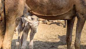 Unlike most mammals with two teats, camels have four teats. Mammary Glands The Definitive Guide Biology Dictionary