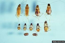 Baby Roach Pictures An Easy Visual Guide Cockroach Facts