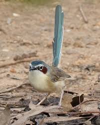 Australian Bird With Black Head And White Body Purple Crowned Fairy Wren Female Australian Birds Australian Wildlife Bird Photo