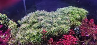 Image result for Syngonanthus angolensis