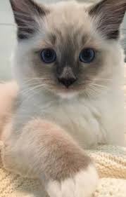 Tessa And Mitzi Ragdoll Kittens Of The Month Mitzi Catsandkittens Baby Cats Ragdoll Kitten Kittens Cutest