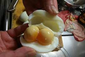 Bagian kuning telur umumnya ada di tengah bagian putih telur. Di Jepang Ada Dua Kuning Telur Dalam Satu Cangkang Republika Online