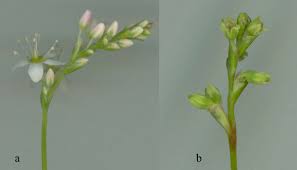 Image result for Fagopyrum esculentum