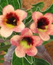 Image result for Pterodiscus elliottii