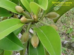 Image result for Manilkara zapota