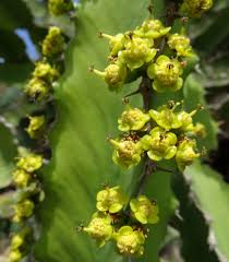 Image result for Euphorbia halipedicola