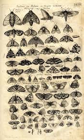 Invertebrados Insect Art Vintage Illustration Art