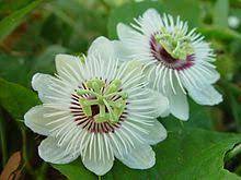 Passiflora Foetida Passion Flower Types Of White Flowers Passiflora