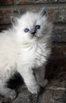 The Blue Point Ragdoll Cat Photo Gallery