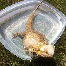 Next, you need to use lukewarm tap water to fill up the tub. How Do I Bathe My Bearded Dragon