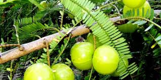 Growing Indian Gooseberry Tree In A Container How To Grow Amla From Seed Fruit Amla Amla Juice Benefits