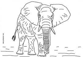 coloriage realiste un bel elephant a imprimer gratuitement ou colorier en ligne sur hellokids com animaux dessin dragon d&#x00027;automne