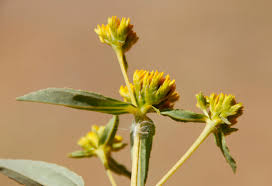 Image result for Flaveria bidentis