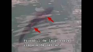 Rechin In Marea Neagra Youtube