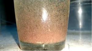 Moina Culture How To Make The Perfect Guppy Food At Home Ewords
