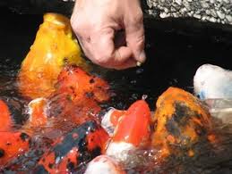 We did not find results for: Category Backyard Ponds Dreamscapeswatergardens Com