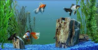 Pertama pastikan kamu menggunakan browser google chrome, untuk yg belum punya silahkan (download disini). Pin On Images Wallpapers