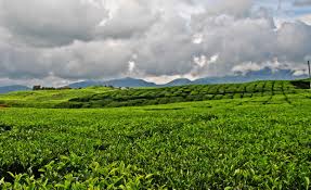 We did not find results for: Perkebunan Teh Kayu Aro Keindahan Perkebunan Teh Tertua Di Indonesia Traverse Id