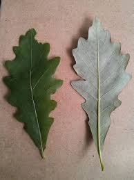 Image result for white oak leaf