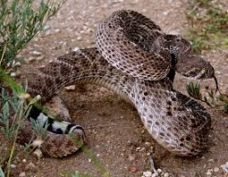 Terco Paco El Bandido Reptile Snakes Rattlesnake Snake