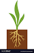 Aesthetic Plant