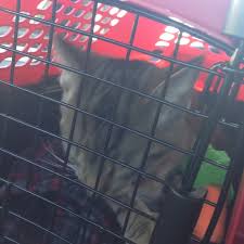 Initiate emergency procedures and restrain animals as needed. Northside Emergency Pet Clinic Northeast Westminster 0 Tips