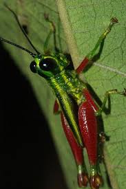 Grasshopper is the coding app for beginners. Grasshopper Bugs And Insects Spider Species Beautiful Bugs