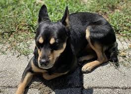 Annie patterdale terrier mix female (birthdate: 20 Of The Most Popular Rat Terrier Mixes For You To Bring Home Today K9 Web