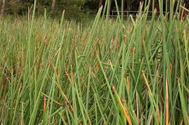 Image result for Eleocharis variegata