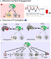 Frontiers Perspective Causes And Functional Significance Of Temporal Variations In Attention Control Human Neuroscience