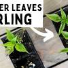 This prolific pepper plant is very easy to grow in containers. Https Encrypted Tbn0 Gstatic Com Images Q Tbn And9gcqmowobw Hq0dsfhmx43etperihd0tzg5qu8yglangezpghi9gl Usqp Cau