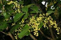 Image result for Searsia natalensis