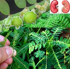 Image result for Phyllanthus