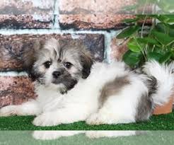 We have been breeding and selling puppies since 2008. View Breeder Profile Morkie Dog Breeder Near Maryland Bel Air Usa Subs 54753