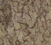 Image result for Scolopia stolzii