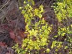 Image result for Ochna leptoclada